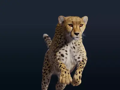 Cheetah Animated  3D model