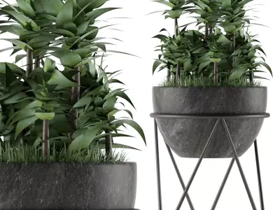 House Plant 21 3D model