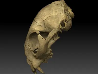 High definition scan of a cat skull with texture map 3D model
