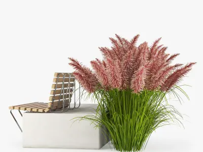 Pink Pampas Grass Seeds 3D model