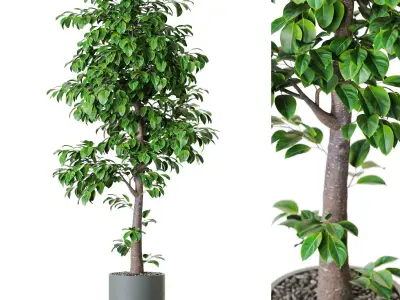 Plants collection vol 54