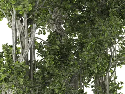Ficus Bonsai decoration tree 3D model