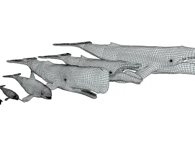 Whales Pack Low-poly 3D model