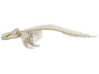 Killer Whale Orca Skeleton 3D model