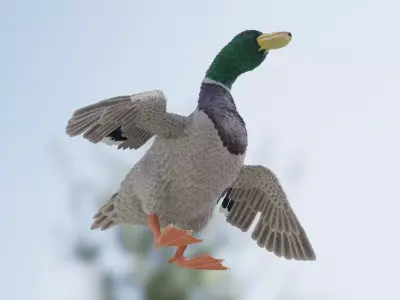 Duck Feathered Low-poly 3D model