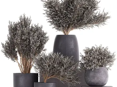Olive trees in a black flowerpots 812 3D model