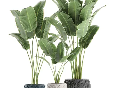 Banana palms in classic flowerpot for the interior 593 3D model