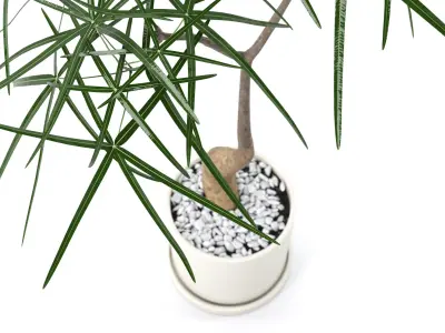 Plant Bottle Tree 1 - Brachychiton Rupestris 3D model