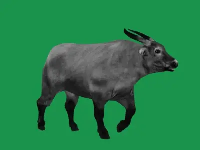 African Dwarf Forest Buffalo Low-poly 3D model