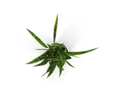 Sansevieria snake plant 3D model