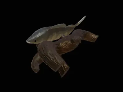 ZANDER  PIKEPERCH UNDERWATER STATUE ON THE WALL DETAILED TEXTURE 3D print model