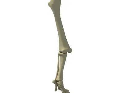 Elephant Animal Leg Bones  3D model