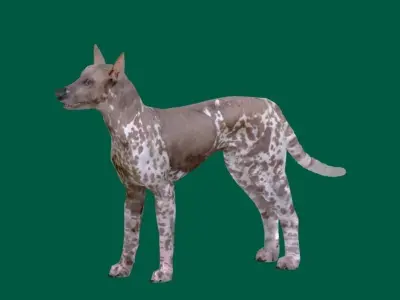 Hairless Mexican dog Game Ready Low-poly 3D model