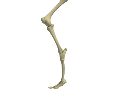 Mammal Animal Leg Femur  3D model