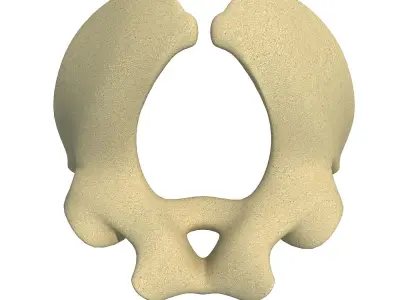 Torso of an Animal 3D model