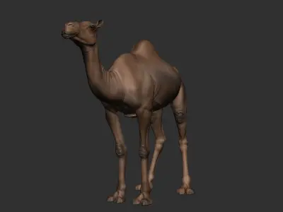 Camel Zbrush  3D model