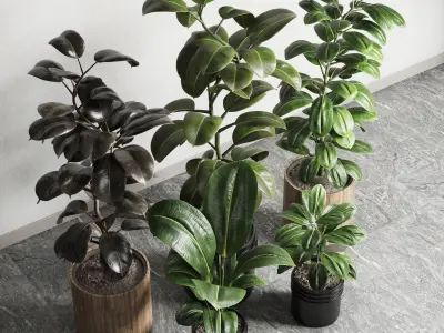  ficus rubbery plant Collection dirty wooden and plastic pots 3D model