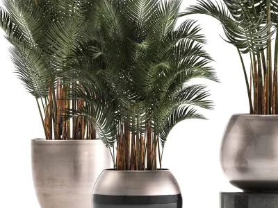 Collection of Exotic plants palms Howea 3D model