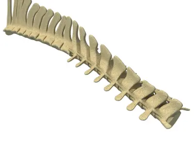 3D Animal Spinal Column 78 3D model