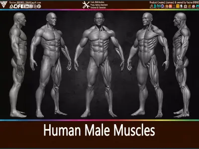Highly Detailed Human Male Muscles Low-poly 3D model