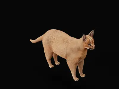 Caracal Wild Cat Low-poly 3D model