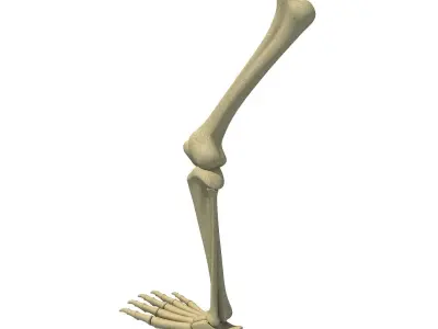 Animal Feet Leg Skeleton  3D model