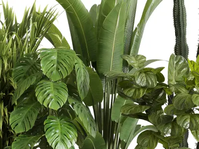 indoor plant set 353 ravenala palm lyrata cactus concrete dirt Low-poly 3D model