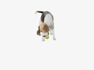dog beagle 3D model