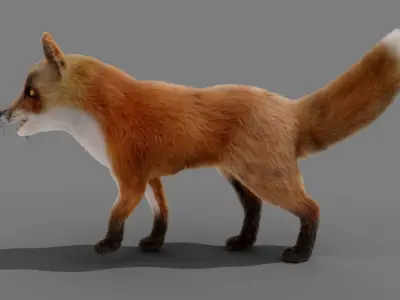 Fur Fox Rigged 02 Low-poly 3D model