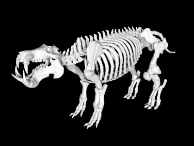 Hippo skeleton Low-poly 3D model