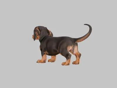 Cute 3D Dachshund Model Low Poly Game Ready Low-poly 3D model