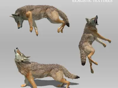 Coyote Animated Low-poly 3D model