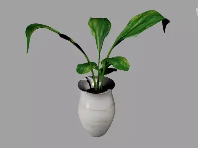 Potted Plant 3D model purchase