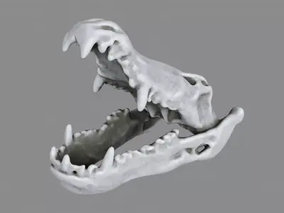 Crocodile Skull Decoration 3D model