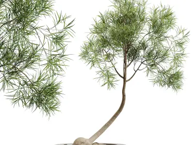 AV HousePlants Japandi Minimalism Ficus Dracaena Marginata14 3D model