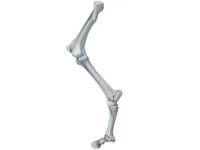 Detailed Bones of Animal Femur 3D model