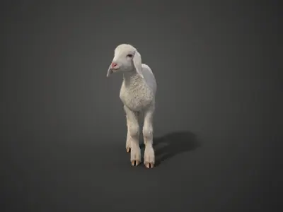Baby Assaf Sheep Animated VFX Grace 3D model