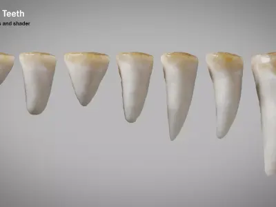 Crocodile teeth 7 pieces PBR Low-poly 3D model