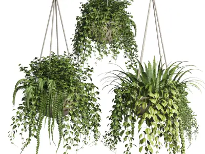 Collection plant Indoor  outdoor plants hanging pots 8 3D model