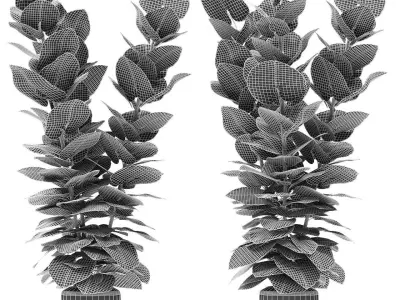 Plant in Pot Flowerpot Exotic Plant 3D model 14