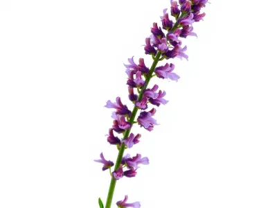 Lavender Model Pack for Versatile Realistic Scenes Low-poly 3D model