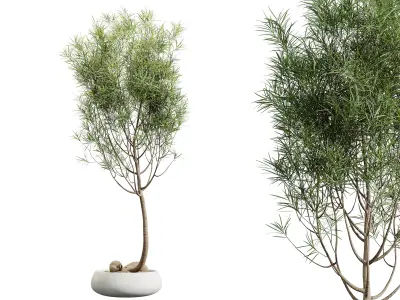 AV HousePlants Japandi Minimalism Ficus Dracaena Marginata15 3D model