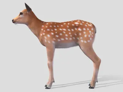 Deer - Calf Low-poly 3D model
