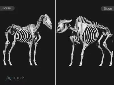 Horse and Bison skeleton 3D model