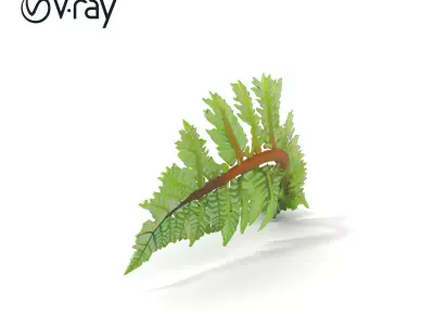 Realistic Davallia Fern Leaves model pack Low-poly 3D model
