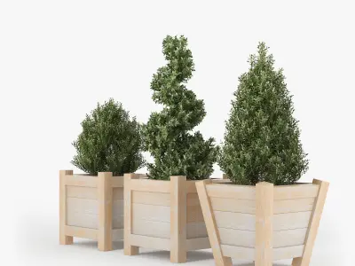 Buxus three wooden planters 3D model