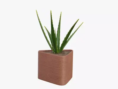 Plant 3 aloe vera 3D model