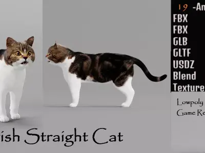Scottish Straight Cat Low-poly 3D model