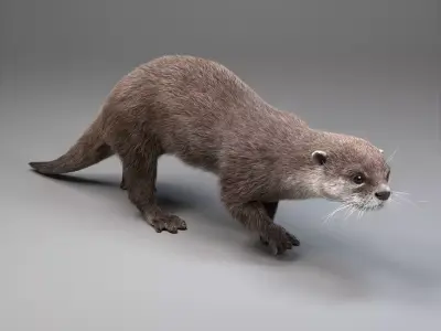 Lutra Animation  Blender 3D Model 3D model