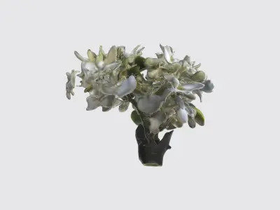 Stephanotis flowers Low-poly 3D model